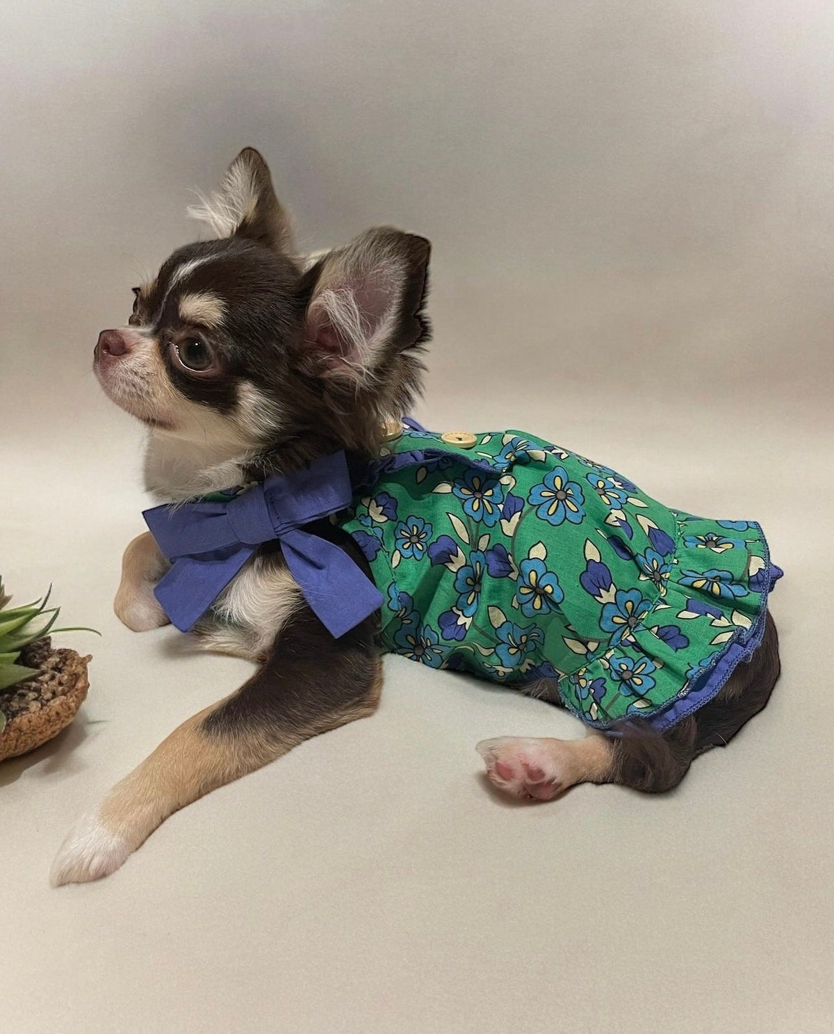 TaniWina Green Leaf Rose Collar Dress for Small Dog