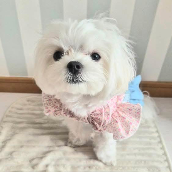 Elsamilu Pink Floral Docking Denim Pet Dress – Sweet Vintage Style Outfit for Small Dogs & Cats