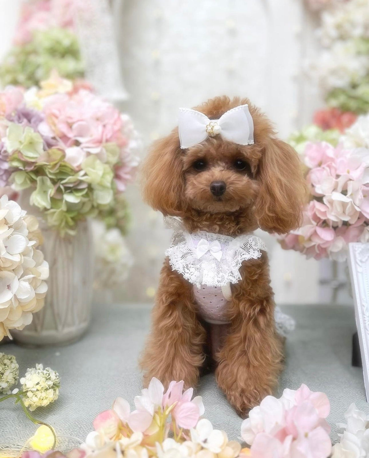 TaniWina Macarons Color lace pet clothes Maltese Yorkshire Bear Poodle Shihzu