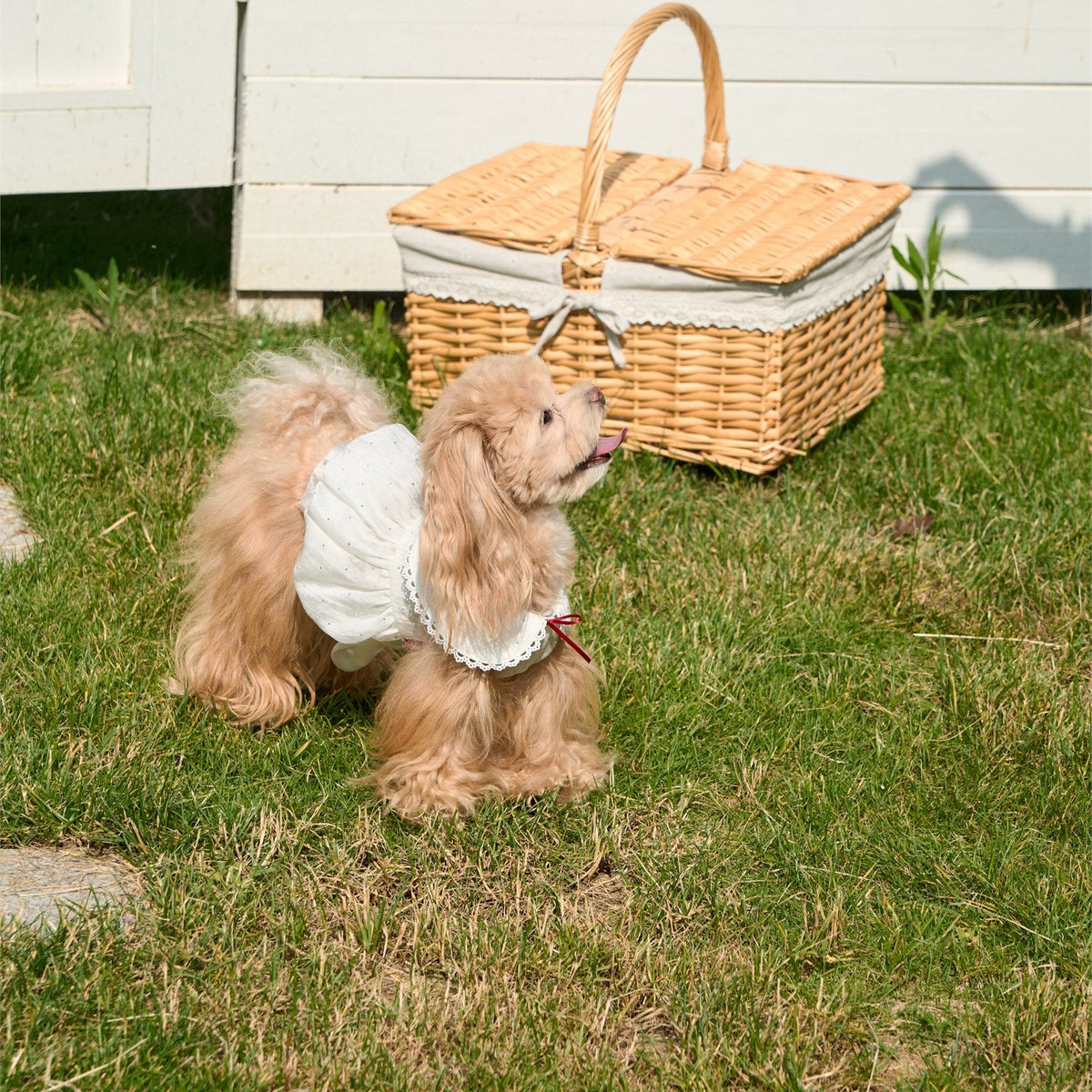 RoiRoi Ivory Sparkle Flower-Bud Pet Dress