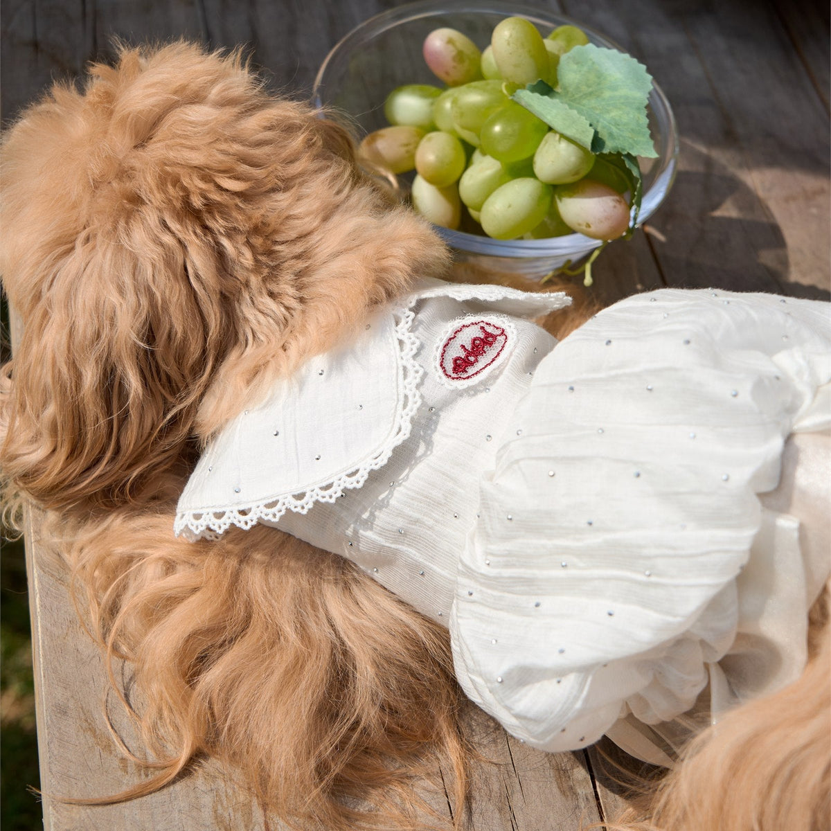 RoiRoi Ivory Sparkle Flower-Bud Pet Dress