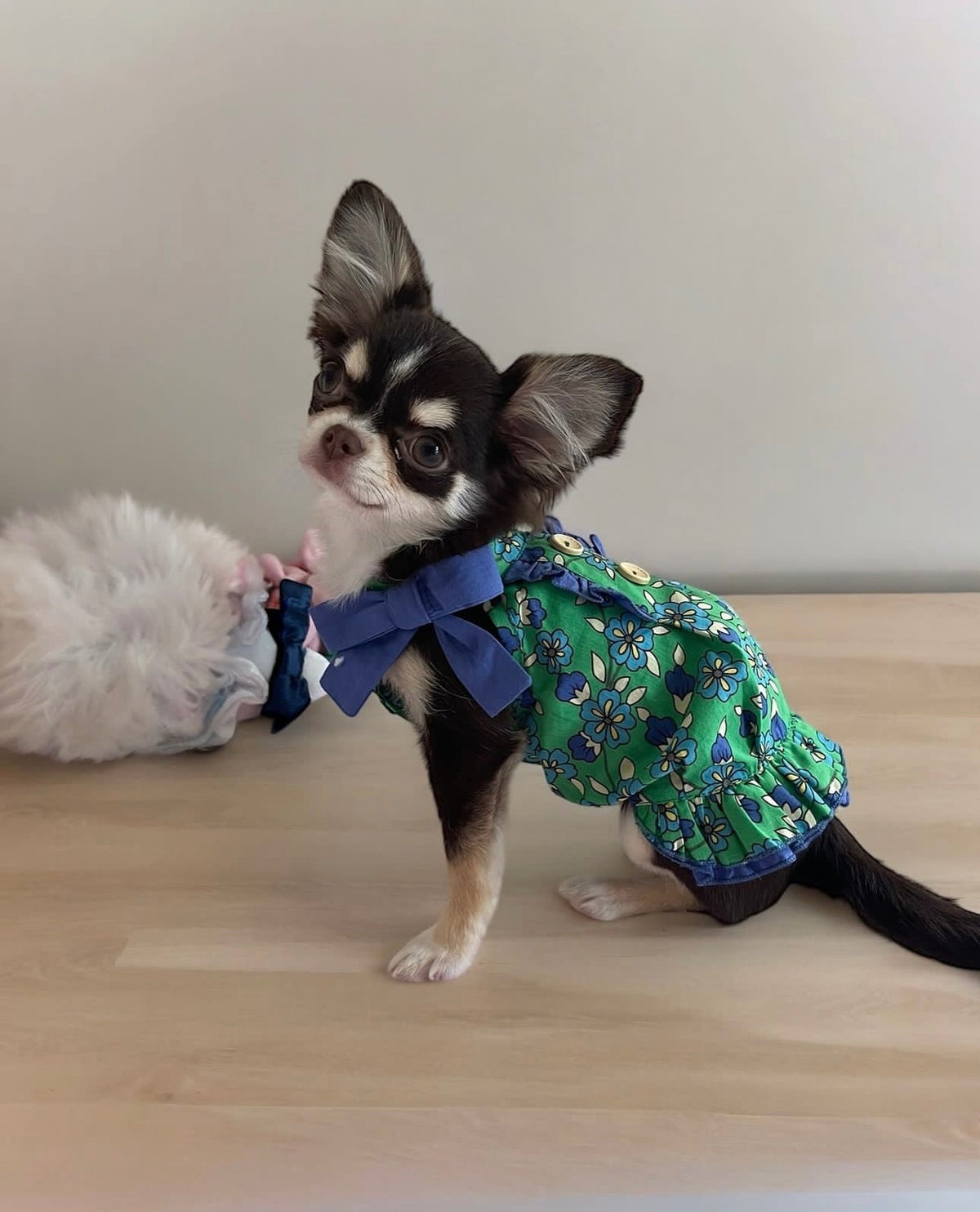 TaniWina Green Leaf Rose Collar Dress for Small Dog