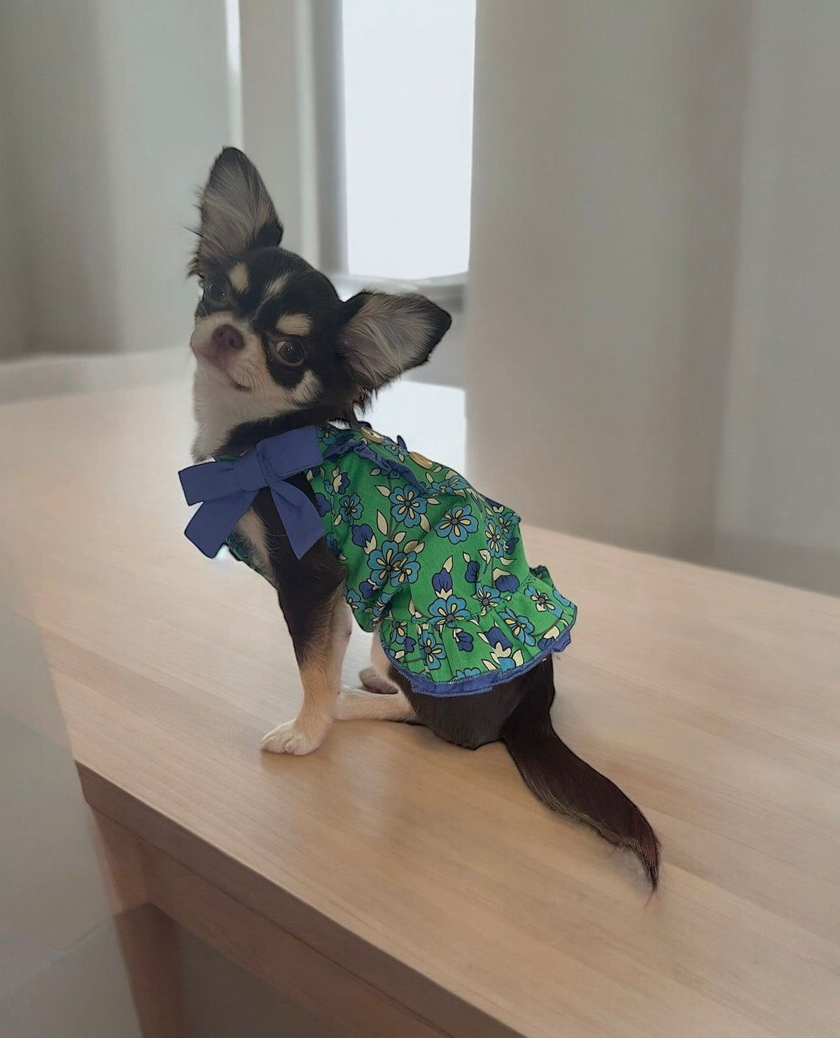 TaniWina Green Leaf Rose Collar Dress for Small Dog