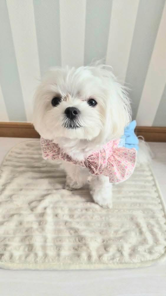 Elsamilu Pink Floral Docking Denim Pet Dress – Sweet Vintage Style Outfit for Small Dogs & Cats
