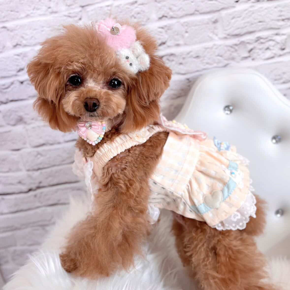 엘사밀루 러블리 하트 로맨틱 애완동물 드레스 세트 - 소형견 및 고양이를 위한 베이지 레이스 의상 및 목걸이