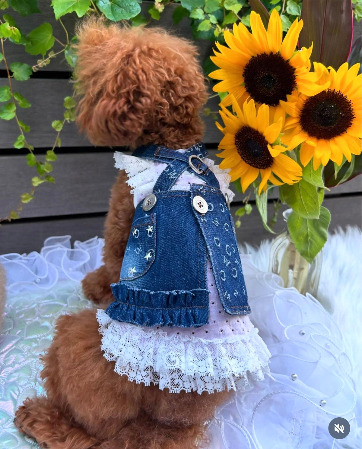TaniWina Denim Pet Harness Dress: Elevate Your Furry Friend's Style