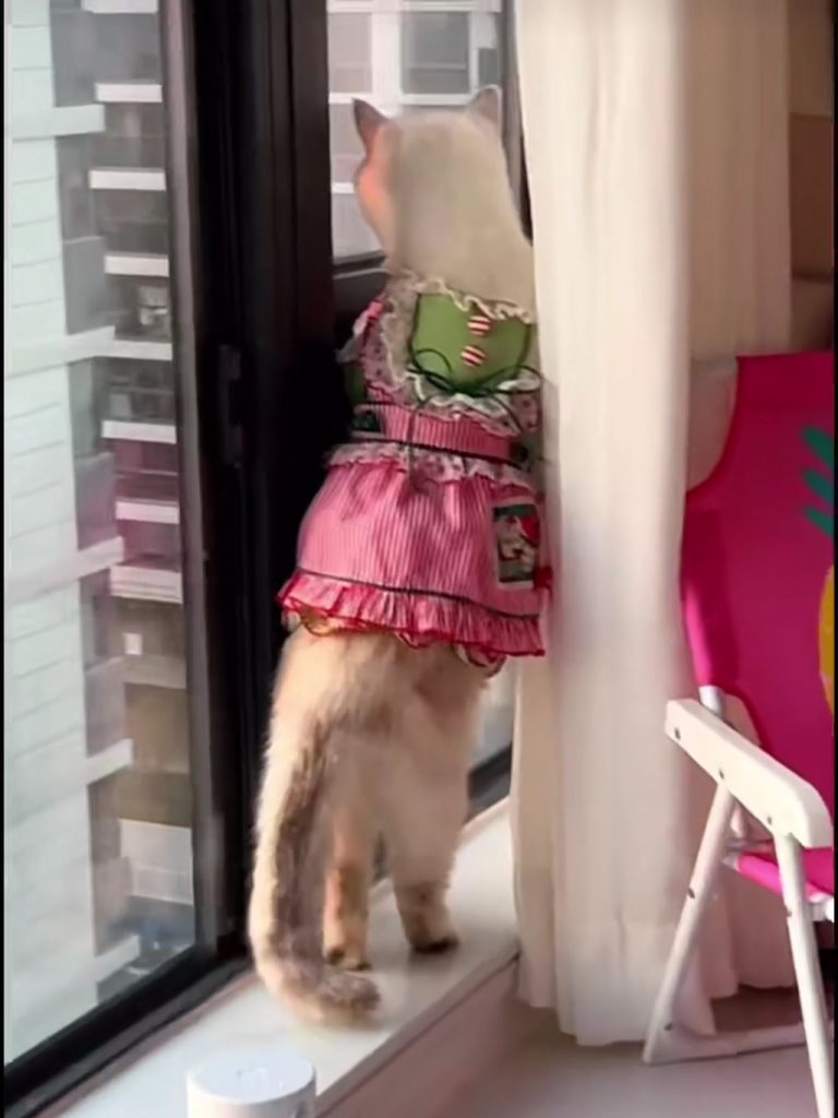 Customer video shared with Elsamilu