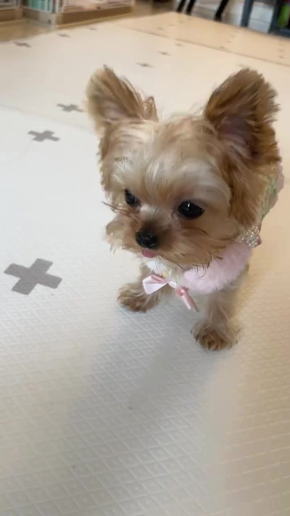 Customer video shared with Elsamilu