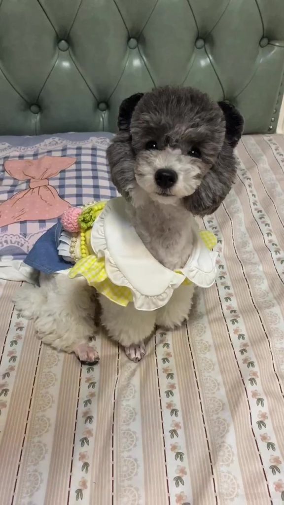 Customer video shared with Elsamilu