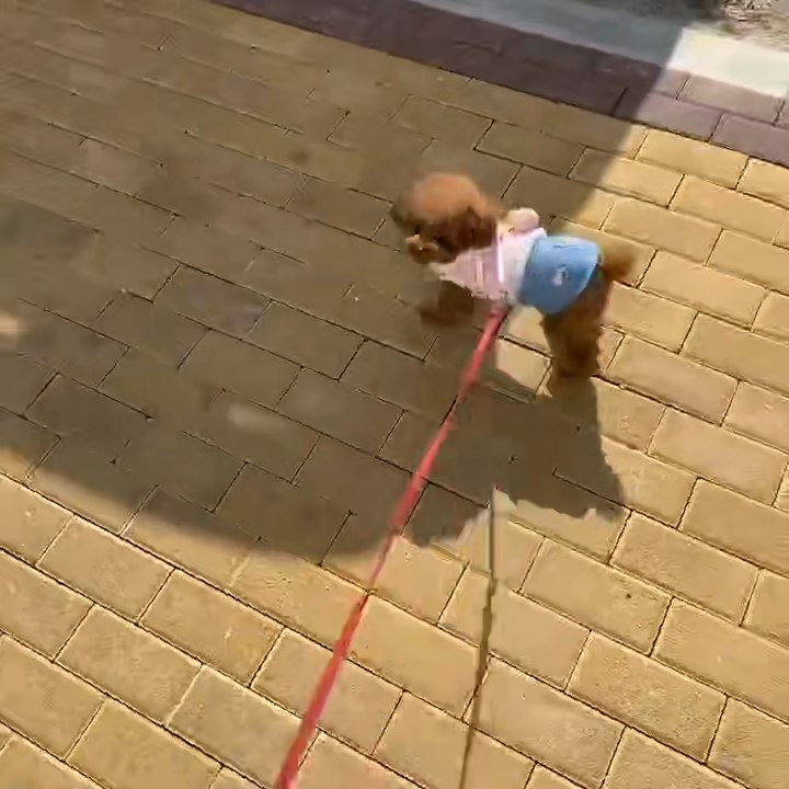 Customer video